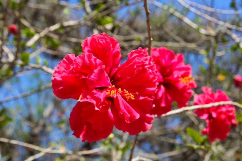 Im Botanischen Garten bei Cienfuegos - ©Isabel Braksiek - Eberhardt TRAVEL