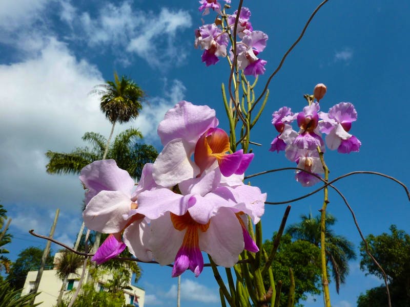 Im Orchideengarten von Soroa in Kuba - ©Eberhardt TRAVEL - Peggy Petzold
