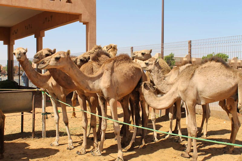Al Ain - Kamelmarkt - ©Jacob Spangenberg
