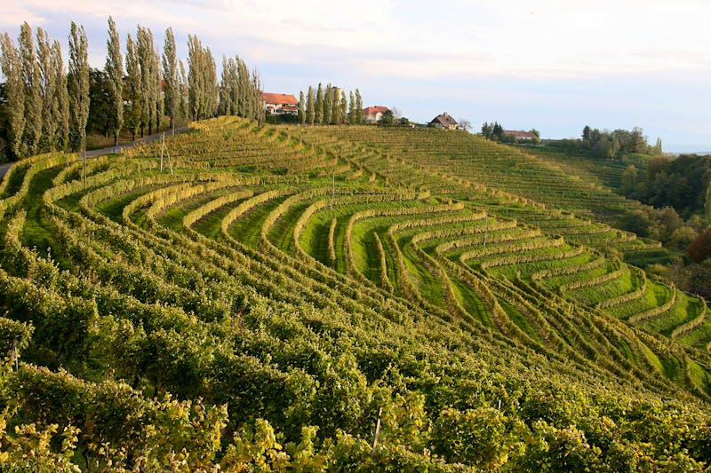 Weinanbau in Jeruzalem - Slowenien - ©Jeruzalem - Marco Copo