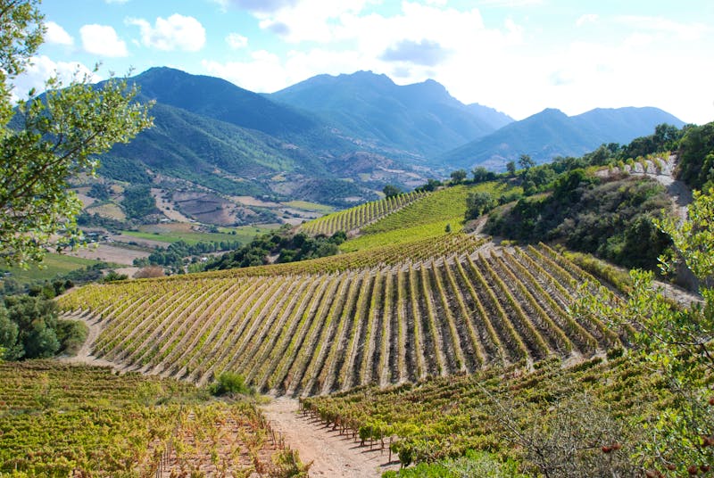 Weinanbau Bei Jerzu - ©murasal - stock.adobe.com