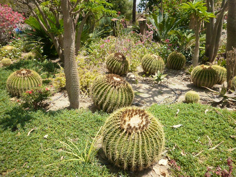 Ein Gedi - botanischer Garten - ©Katrin Deutschbein