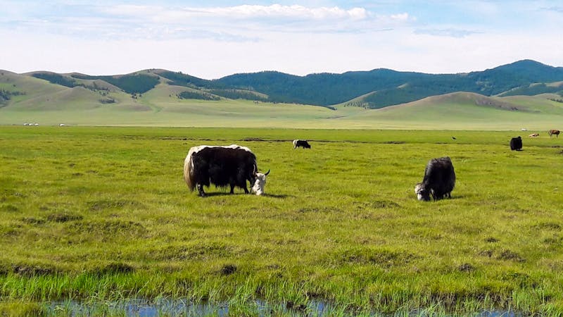 Yaks in der Mongolei - ©Galina Kraslavskaya - Eberhardt TRAVEL