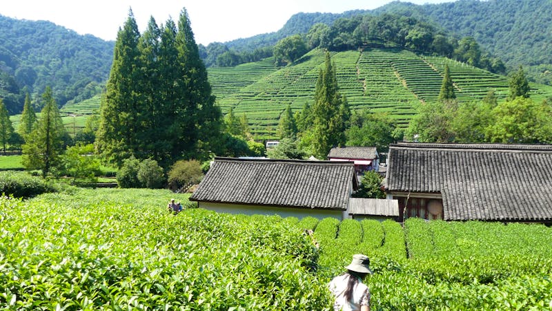 Hangzhou - Teedorf mit dem Drachenbrunnentee - ©Frank Nimschowski - Eberhardt TRAVEL