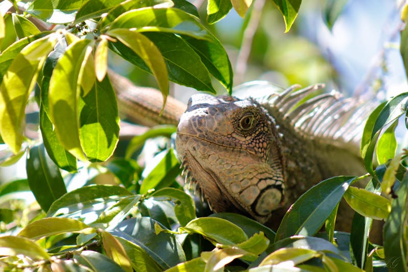 Leguan im Nebelwald von El Valle de Anton - ©©Alex - stock.adobe.com