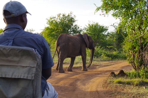 Südafrika - Pirschfahrt im Timbavati-Wildreservat &ndash; &copy; Annett Müller - Eberhardt TRAVEL