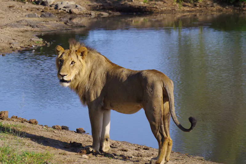 Südafrika - Auf Pirschfahrt im Timbavati-Wildreservat - &copy;Annett Müller - Eberhardt TRAVEL