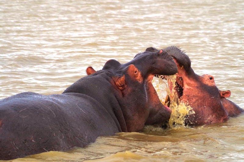 St. Lucia - raufende Hippos - ©Annett Müller - Eberhardt TRAVEL