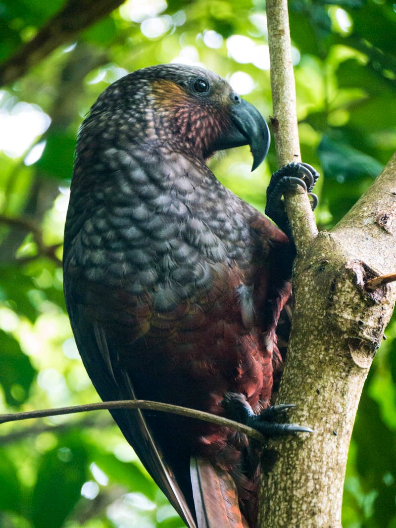 Kaka, Neuseelands Waldpapagei - ©Anna Stiebing - Eberhardt TRAVEL