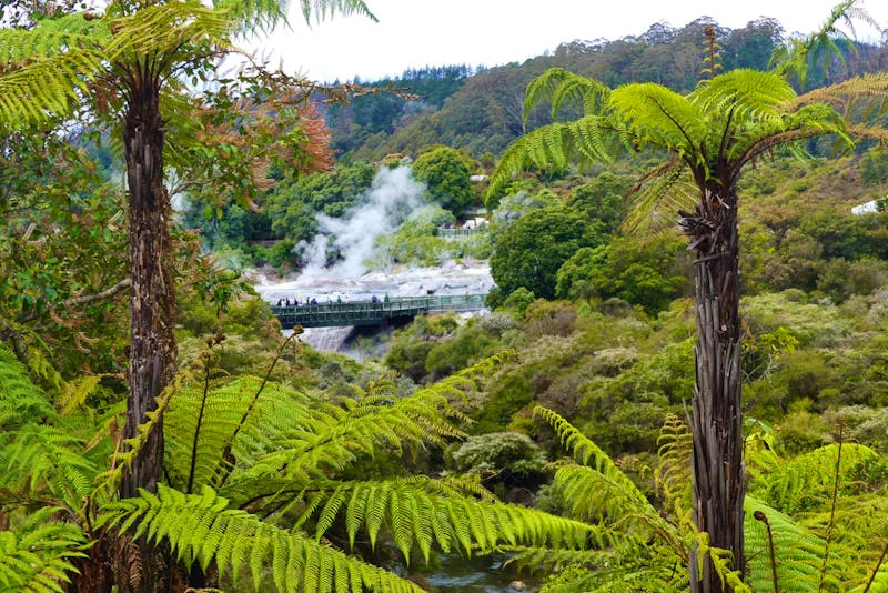 Thermalfelder von Whakarewarewa in Te Puia (Rotorua) - ©Frank Nimschowski - Eberhardt TRAVEL