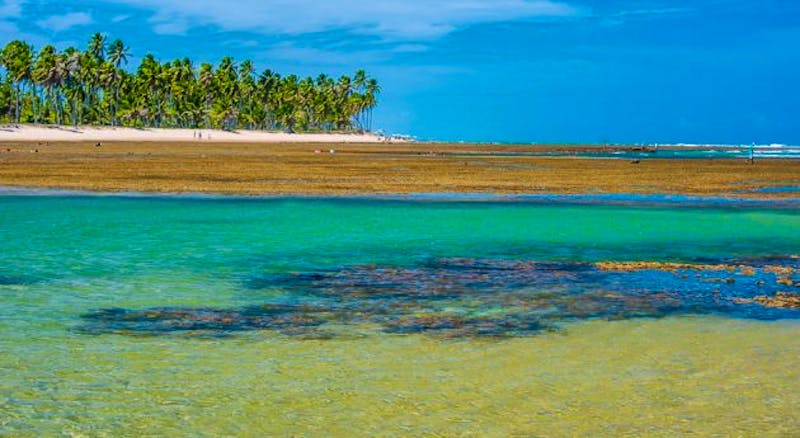 Strand von Praia do Forte - ©Hotel Via dos Corais