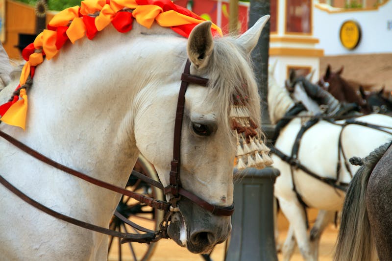 Farbenfroh geschmücktes andalusisches Pferd - ©pepereyes - stock.adobe.com