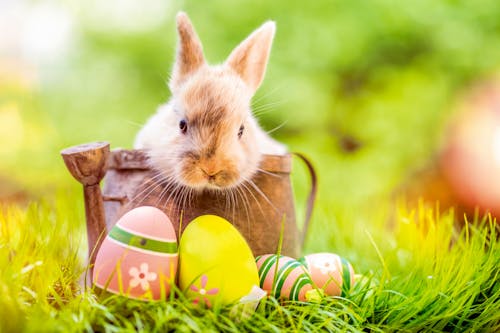 Osterhase und Ostereier &ndash; &copy; Fotowerk – Adobe Stock