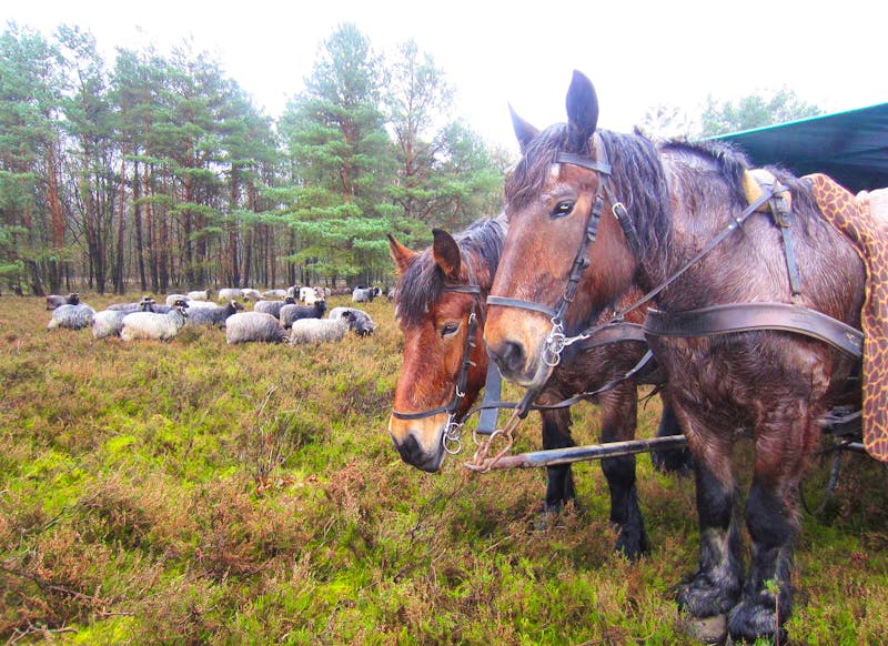 Kutschfahrt in der Lüneburger Heide - ©Madlen Häschel