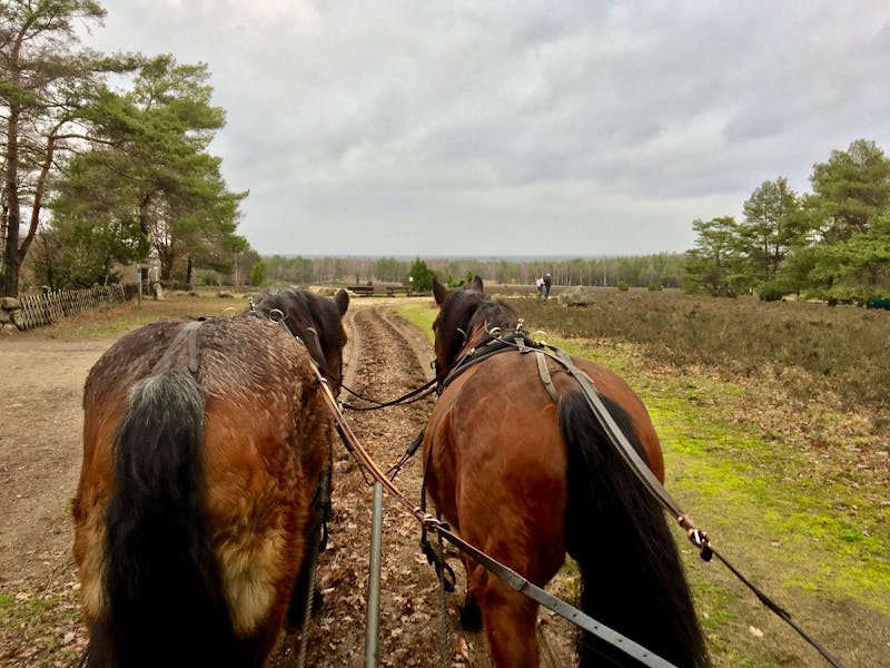 Kutschfahrt in der Lüneburger Heide - ©Christin Kuschka