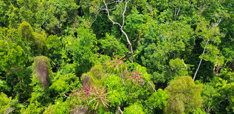 Fahrt mit der Skyrail bei Kuranda - Blick auf den Regenwald - ©Jacob Spangenberg - Eberhardt TRAVEL