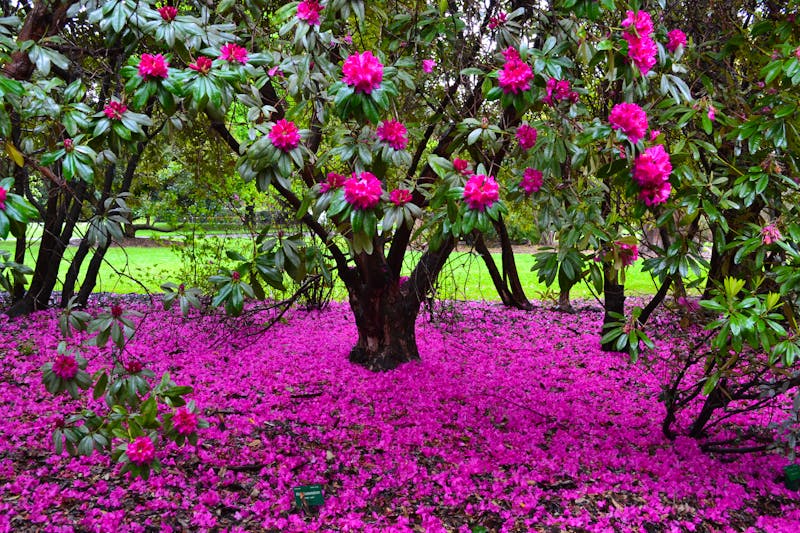 Christchurch - Botanischer Garten - ©Andreas Wolfsteller - Eberhardt TRAVEL