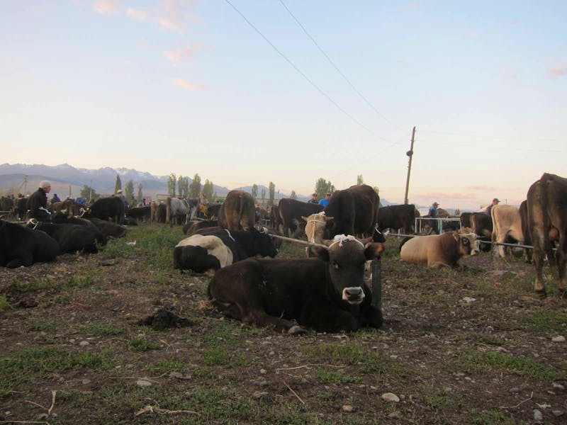 Karakol - Viehmarkt - ©Sylvia Ott