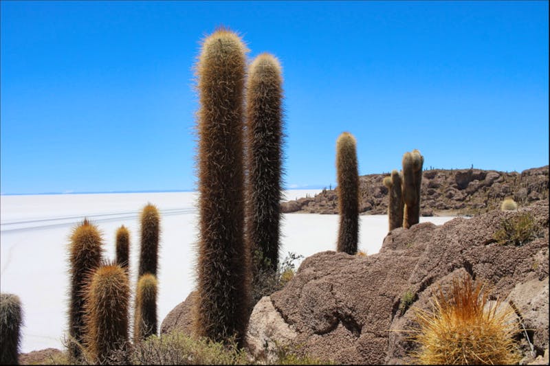 Insel Incahuasi auf dem Salar de Uyuni - ©Marianne Förster