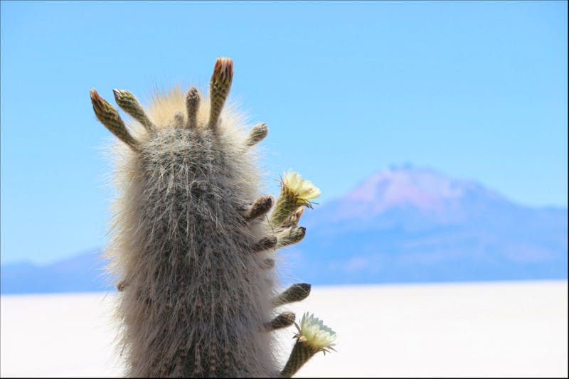 Insel Incahuasi auf dem Salar de Uyuni - ©Marianne Förster