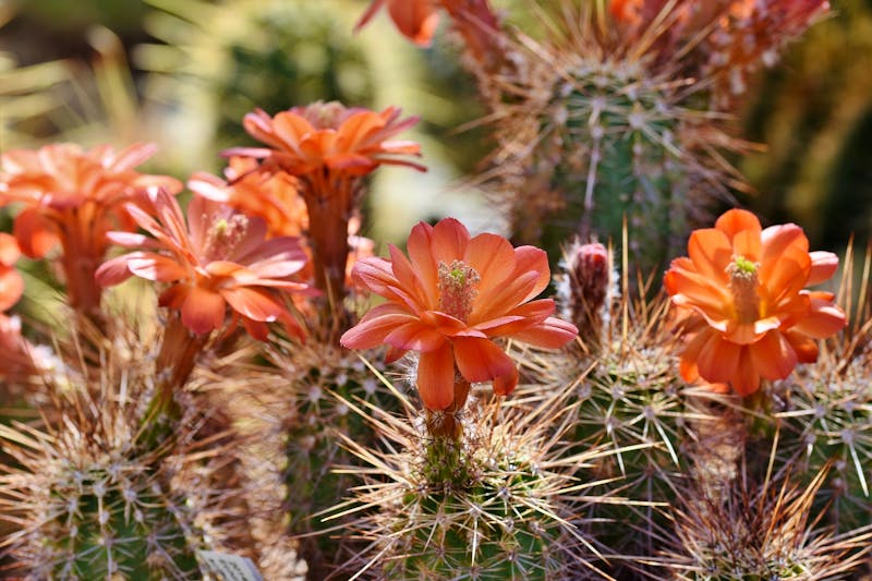 Kakteen mit Blüten - ©Bild von Capri23auto auf Pixabay