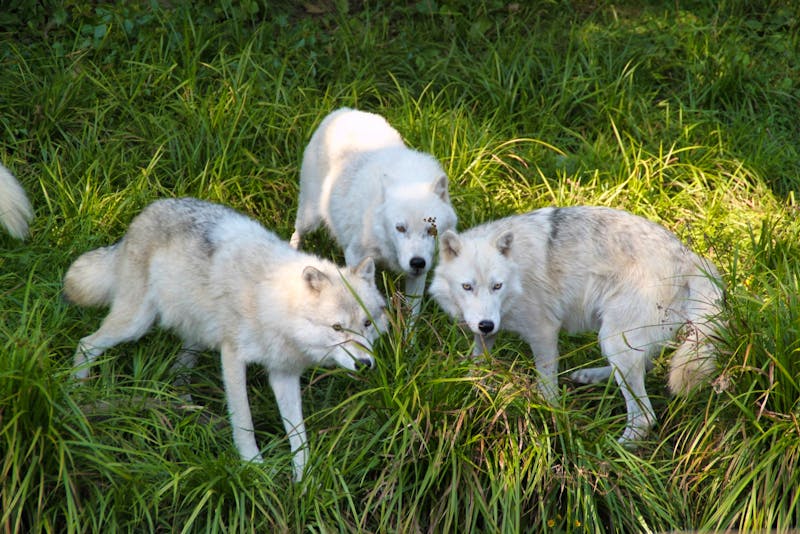 Omega Wildlife Park - ©Denise Hartmann