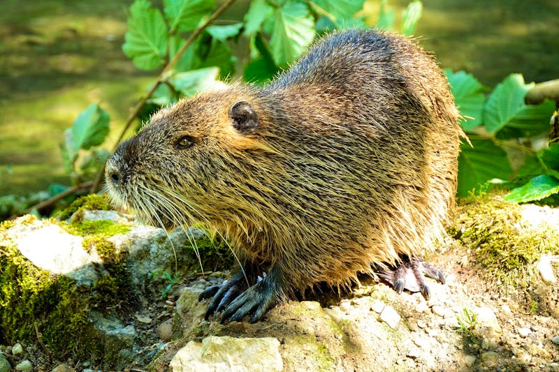 Biber Nagetier Gewässer - ©Bild von Manfred Antranias Zimmer auf Pixabay