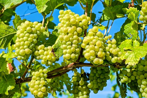 Weinrebe Weintrauben &ndash; &copy; Bild von Couleur auf Pixabay
