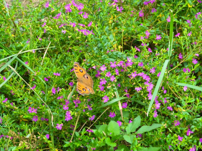 Schmetterling in Mai Chau - ©Julian Bartsch