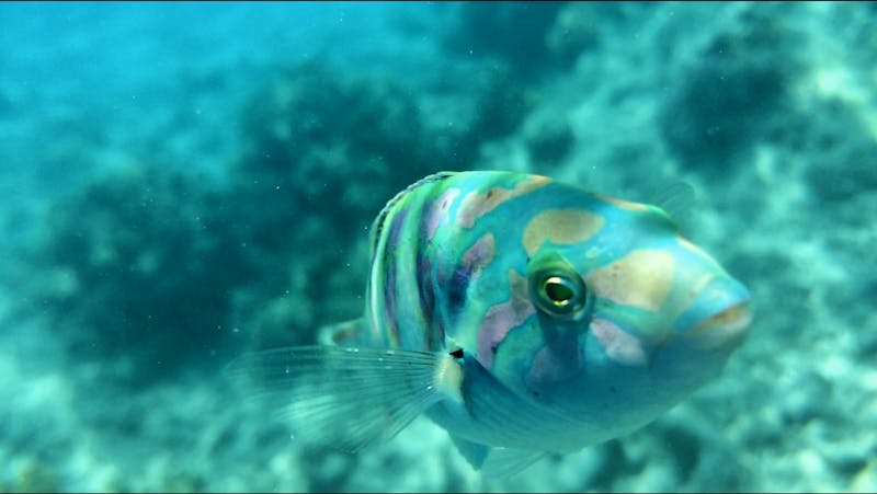 Australien - Great Barrier Reef - ©Ngoc Anh Nguyen