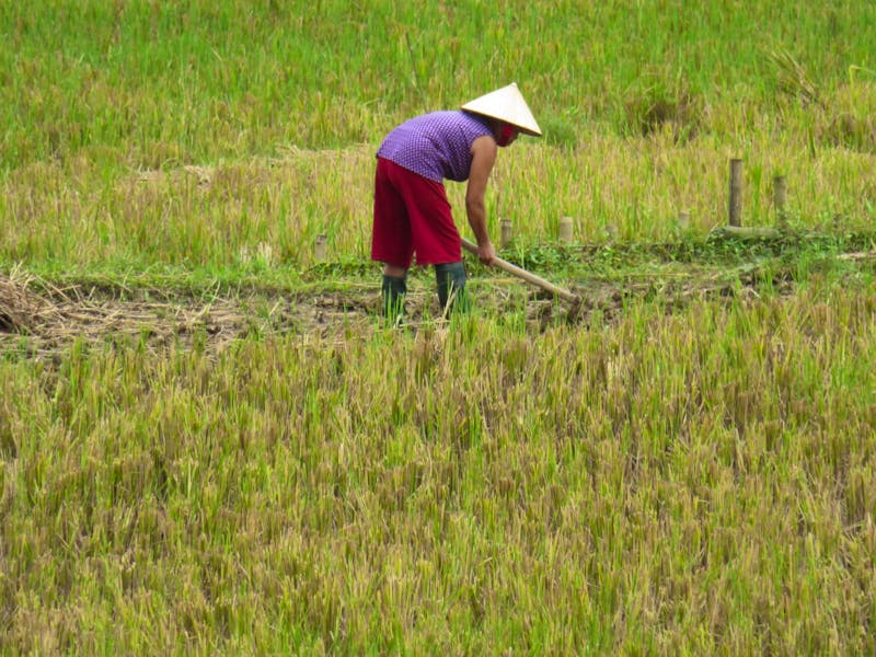 Feldarbeit (Mai Chau) - ©Julian Bartsch