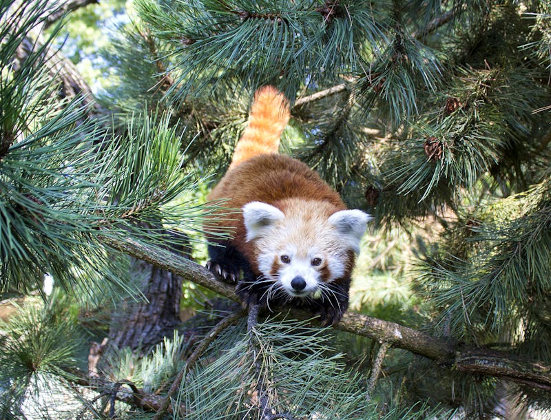 Zoo Leipzig - Roter Panda - ©Zoo Leipzig GmbH