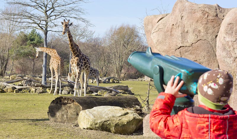 Zoo Leipzig - Giraffen - ©Zoo Leipzig GmbH