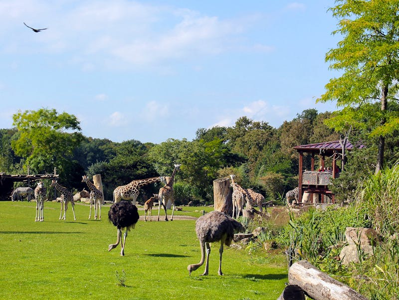 Zoo Leipzig - Kiwara-Savanne - ©Zoo Leipzig GmbH