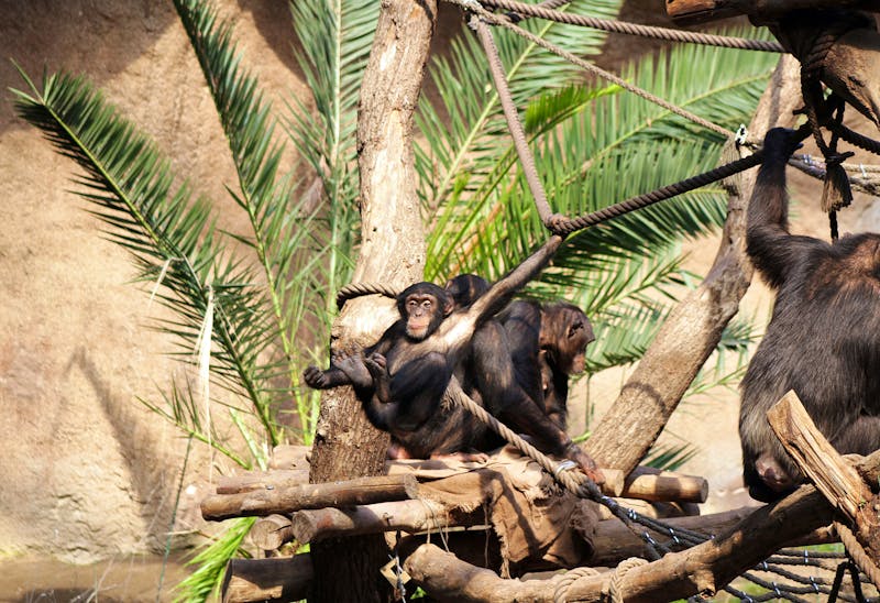 Zoo Leipzig - Schimpansen - ©Zoo Leipzig GmbH