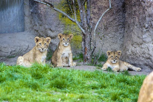 Zoo Leipzig - das junge Löwentrio &ndash; &copy; Zoo Leipzig GmbH