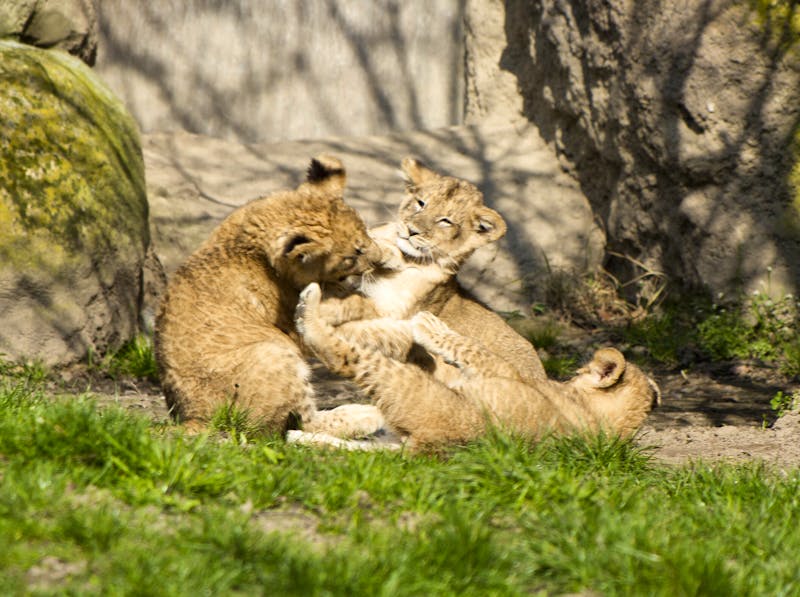 Zoo Leipzig - das junge Löwentrio - ©Zoo Leipzig GmbH