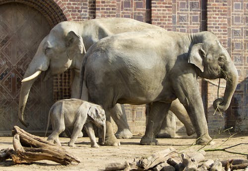 Zoo Leipzig - Jungtier Kiran mit Vater und Mutter &ndash; &copy; Zoo Leipzig GmbH