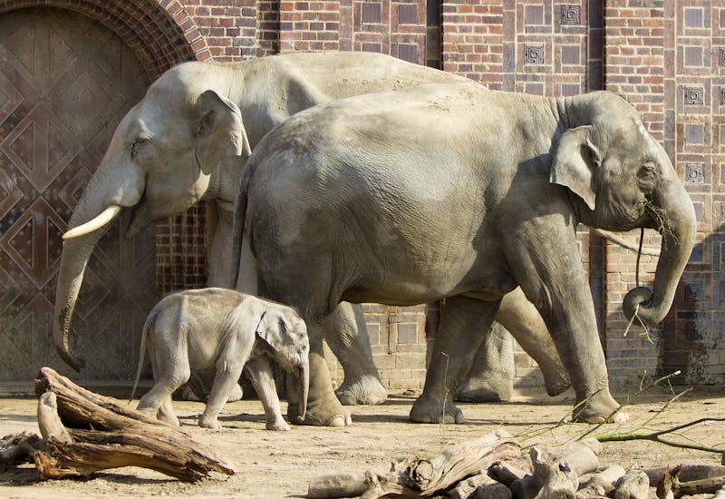 Zoo Leipzig - Jungtier Kiran mit Vater und Mutter - ©Zoo Leipzig GmbH