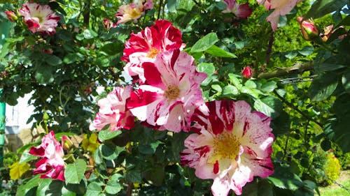 Rosarium &ndash; &copy; Eberhardt TRAVEL GmbH