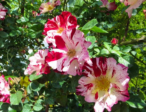 Rosarium – © Eberhardt TRAVEL GmbH