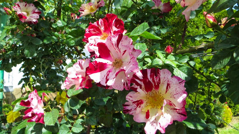 Rosarium - ©Eberhardt TRAVEL GmbH