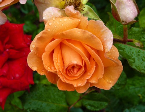 Rosarium – © Eberhardt TRAVEL GmbH