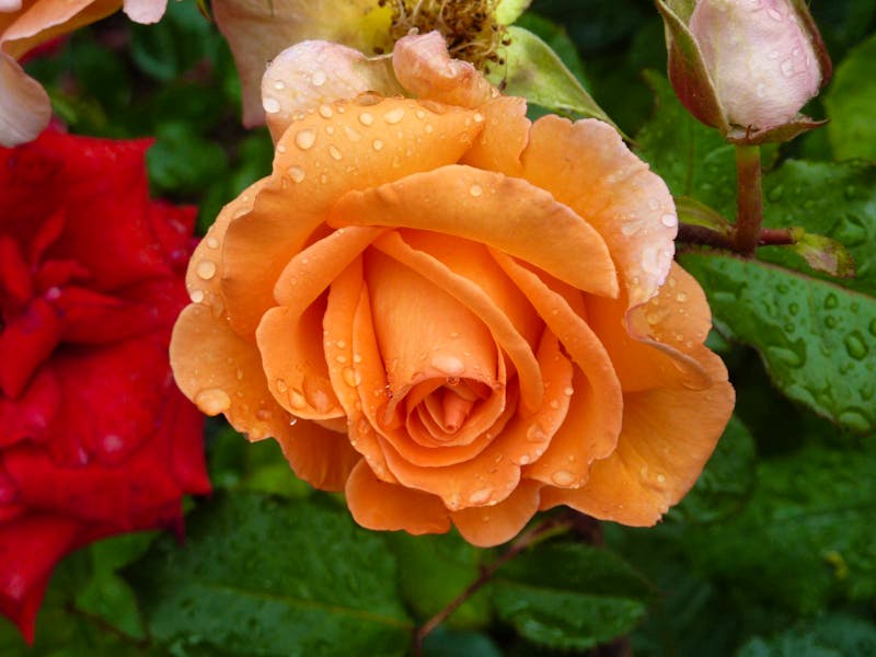 Rosarium - ©Eberhardt TRAVEL GmbH