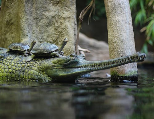 Prager Zoo – © Przemek Pietrak - Wikimedia