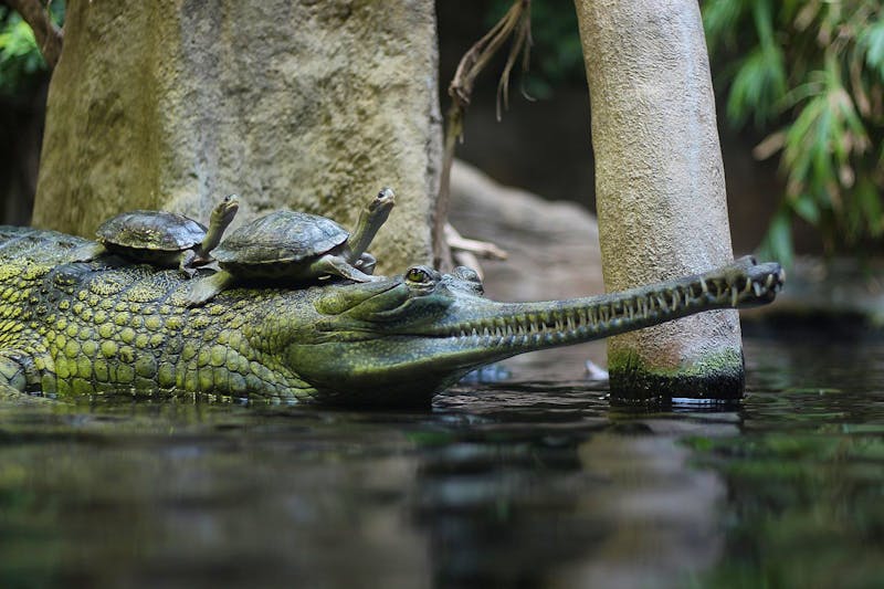 Prager Zoo - ©Przemek Pietrak - Wikimedia