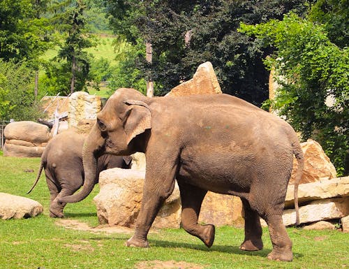 Prager Zoo – © Tiia Monto - Wikimedia