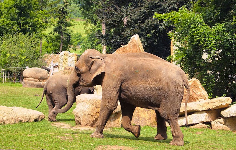 Prager Zoo - ©Tiia Monto - Wikimedia