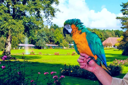 Weltvogelpark Walsrode - Show Papagei &ndash; &copy; Eberhardt TRAVEL - Petra Hanschke