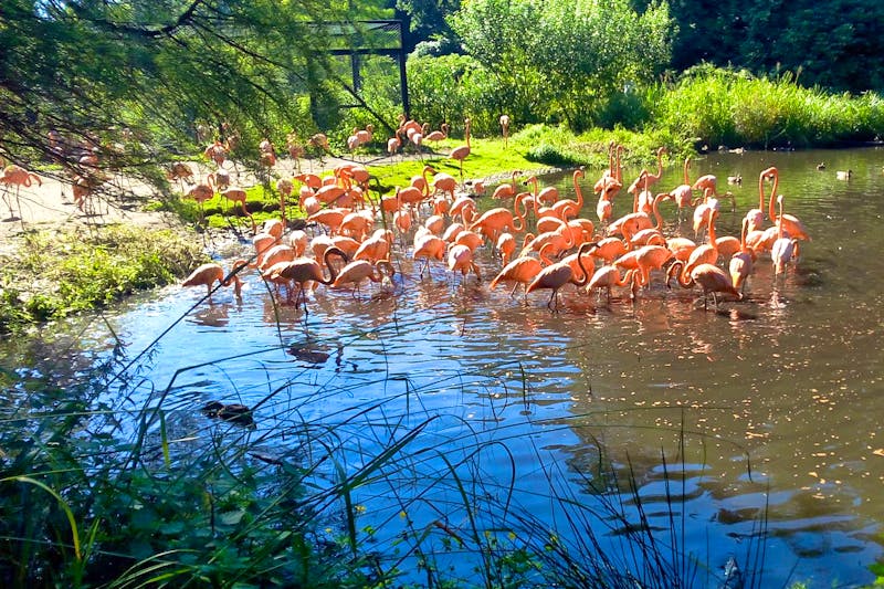 Weltvogelpark Walsrode - Flamingos - ©Eberhardt TRAVEL - Gisela Gerlach